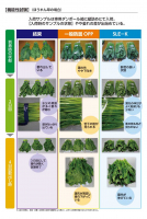 SLE-K【廃番商品】の画像